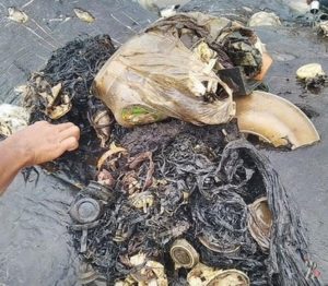 В желудке кашалота нашли рыболовные сети, одноразовые стаканчики, резиновые перчатки