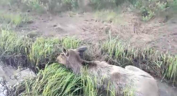 Минэкологии Якутии начало проверку «неэкологичного» видео
