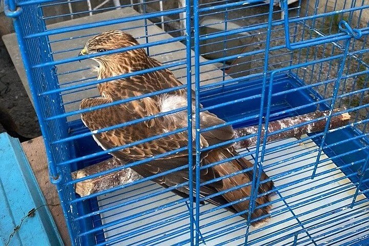 В Челябинске спасли контуженную птицу, сидевшую на оживленной трассе