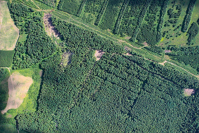Контроль за лесами усилят в Тюменской области