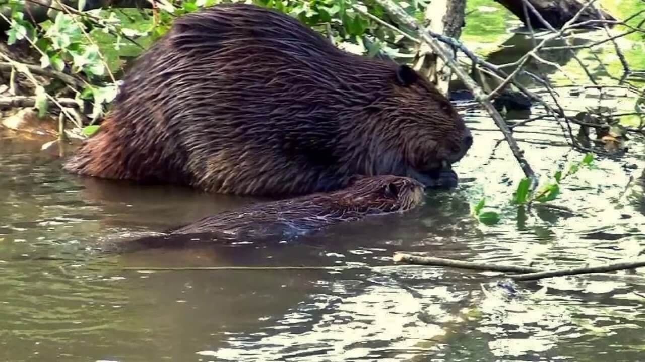 Московских бобров ждёт новоселье