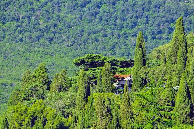 В Крыму станет на 280 га леса больше