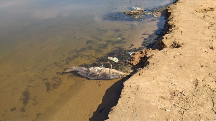 В Тольятти выясняют причины массовой гибели рыбы в водном карьере