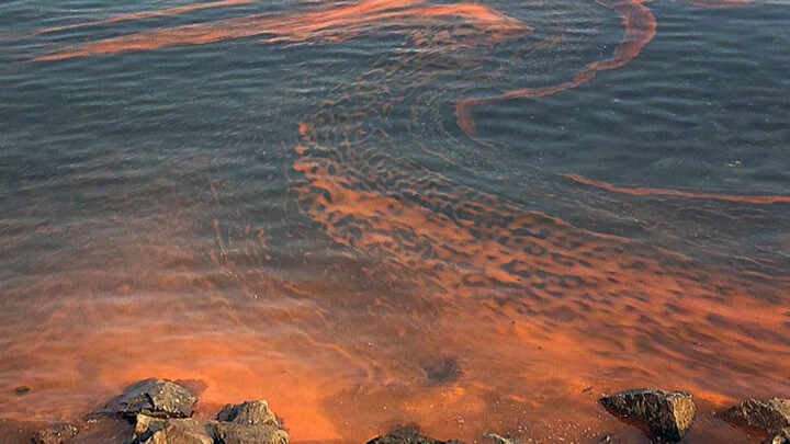 В Приморье зафиксировано ПДК токсичных водорослей
