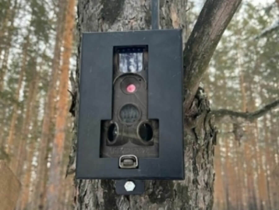 Фотоловушки «ждут» эконарушитеелй в Салехарде