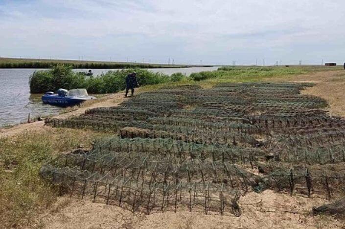 В самовольные ловушки под Ростовом попали тысячи раков