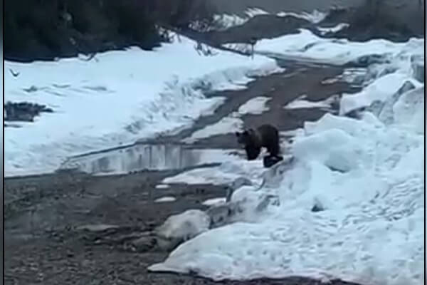 В Якутии рабочие-вахтовики взорвали медведя (Видео 18+)