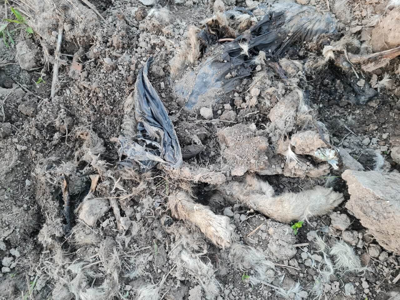 В Приморье рядом с приютом обнаружено незаконное массовое захоронение собак