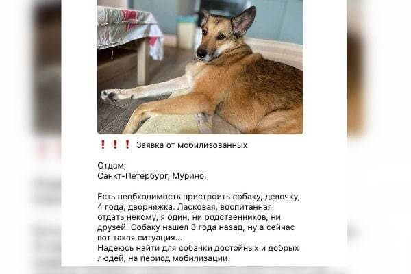 В Госдуме призвали власти регионов позаботиться о животных мобилизованных граждан