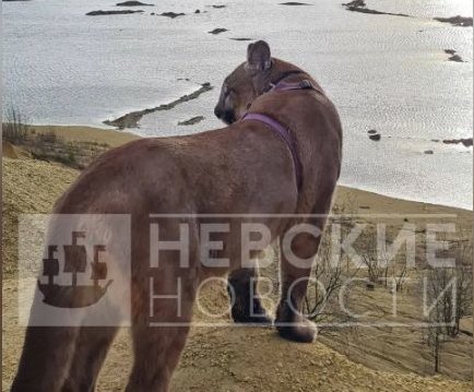 Росприроднадзор инициирует проверку по факту нападения домашней пумы на собаку
