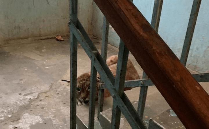 В лесу Тульской области погибла домашняя рысь