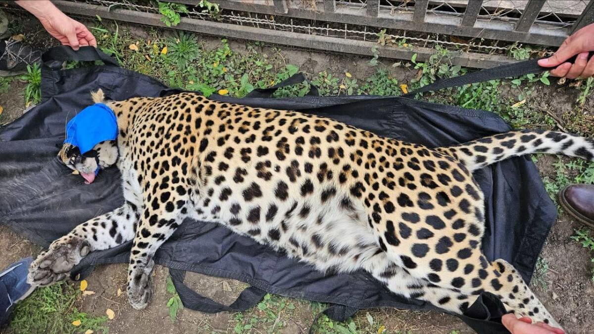 В ЛНР спасли двух брошенных леопардов