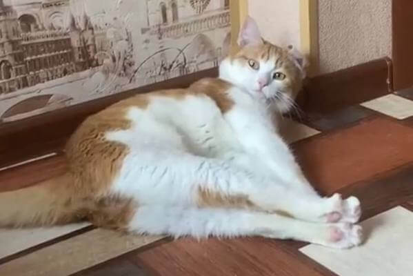 Сотрудница РЖД выбросила из вагона домашнего кота