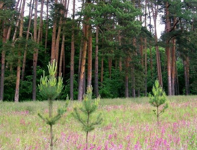 Белгородская область перевыполнила план по лесовосстановлению