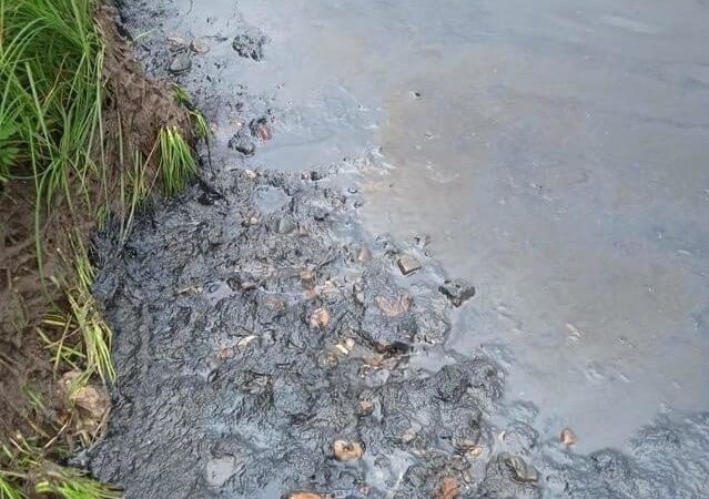 Жители Ярославля обнаружили мертвую рыбу
