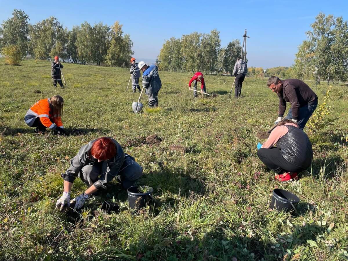 На Кузбассе посадят более 2,5 миллионов деревьев