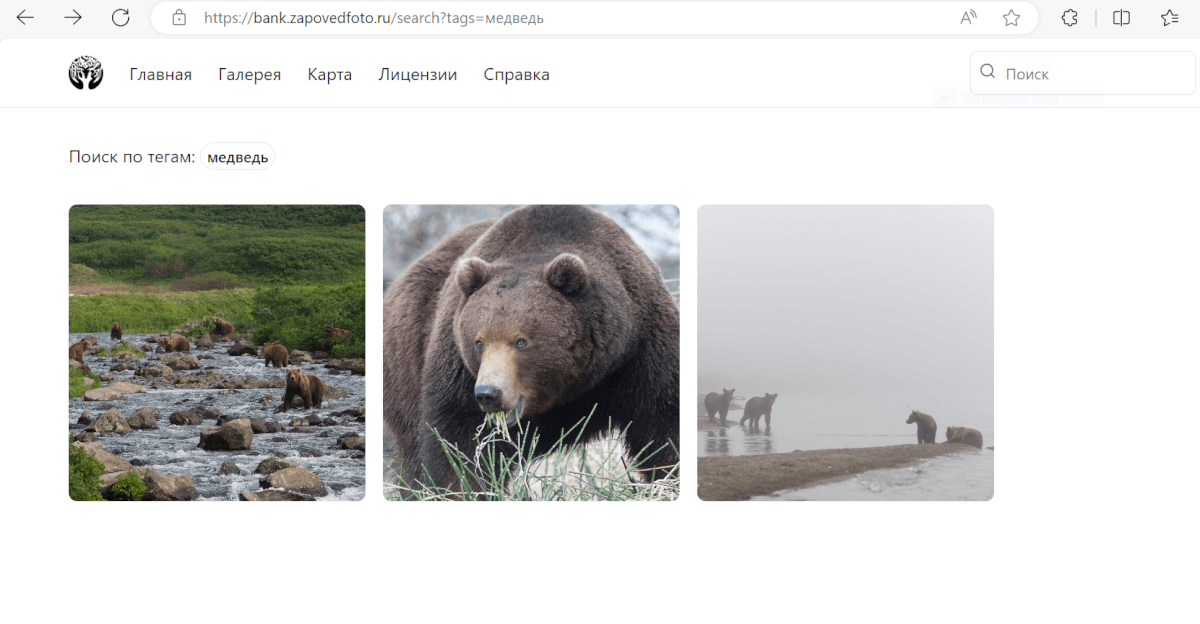 Фотобанк природы: новый проект для популяризации уникальной экосистемы России