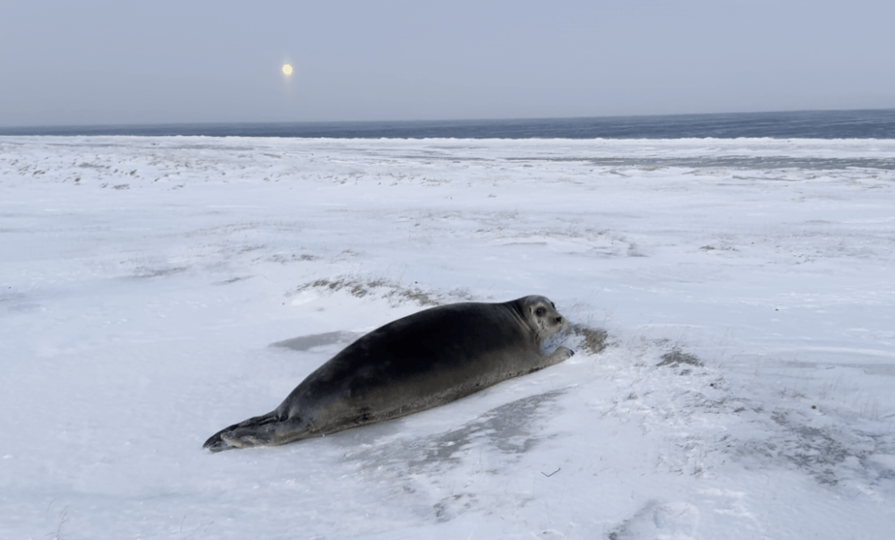На Ямале из ледовой ловушки спасли морского зайца