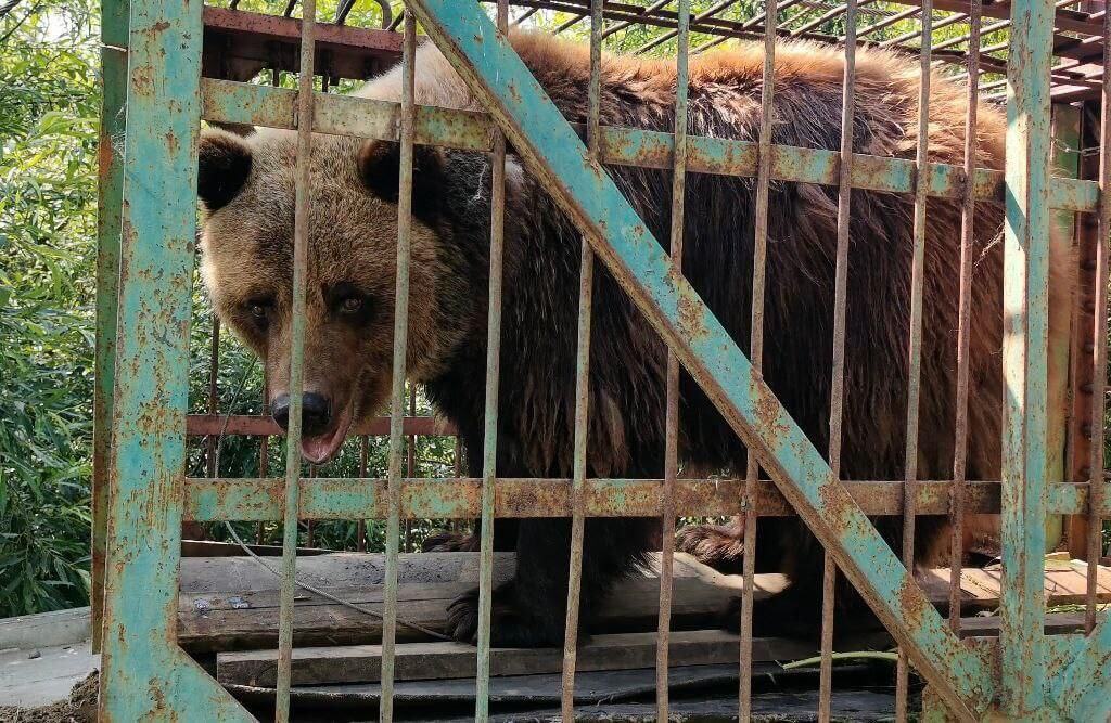 В закрывшемся зоопарке у Байкала медведицу бросили без еды и воды
