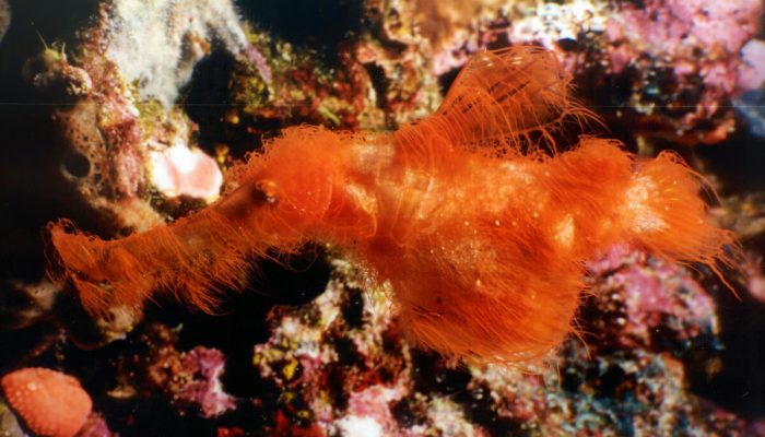 На Большом Барьерном рифе обнаружили новый вид морских игл-призраков