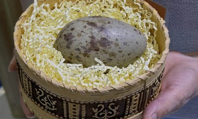 Российские и китайские орнитологи проведут совместную экспедицию по изучению стерха в Якутии