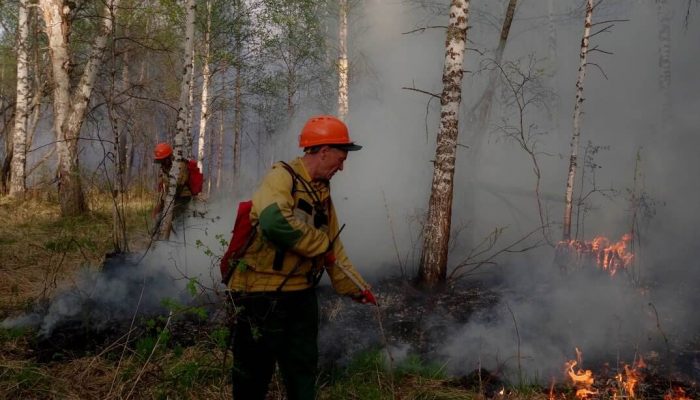 Лесные пожары в России охватили более 37 тысяч гектаров