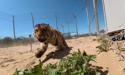 Россия передала Казахстану амурских тигров для восстановления популяции