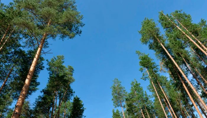 В лесах разрешили больше