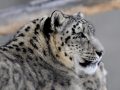 В России зафиксировали рекордную численность снежных барсов в одном из ключевых заповедников