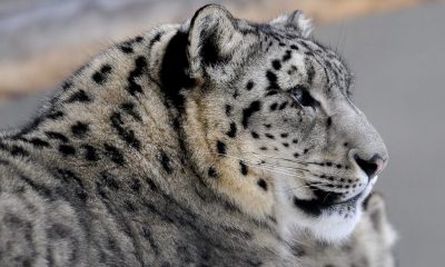 В России зафиксировали рекордную численность снежных барсов в одном из ключевых заповедников