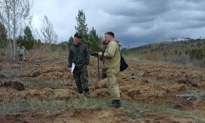 В Бурятии начали масштабную проверку качества лесовосстановления
