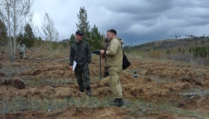В Бурятии начали масштабную проверку качества лесовосстановления