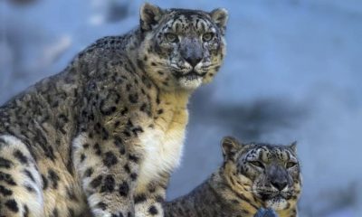 В Кыргызстане создали климатический коридор для снежных барсов и пастухов