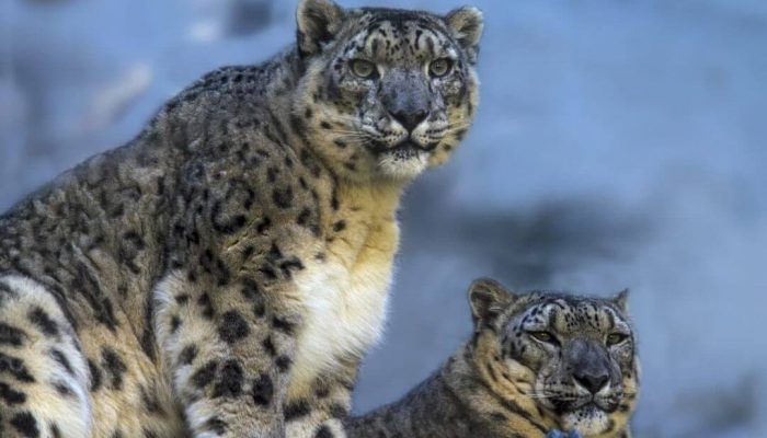 В Кыргызстане создали климатический коридор для снежных барсов и пастухов