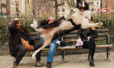 В Москве пройдет Форум гуманного отношения к животным