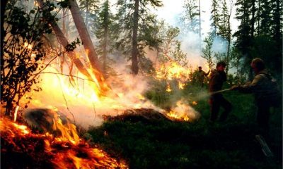 Площадь лесных пожаров в России превысила 148 тысяч гектаров